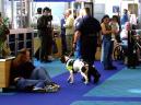 People, sitting around because of cancelled flights, watch a security officer and dog check through the terminal at Portland International Airport in Portland, Ore., Tuesday, Sept. 11, 2001,   after all flights were cancelled due to terrorist attacks on New York's World Trade Center and on the Pentagon. (AP Photo/Don Ryan)